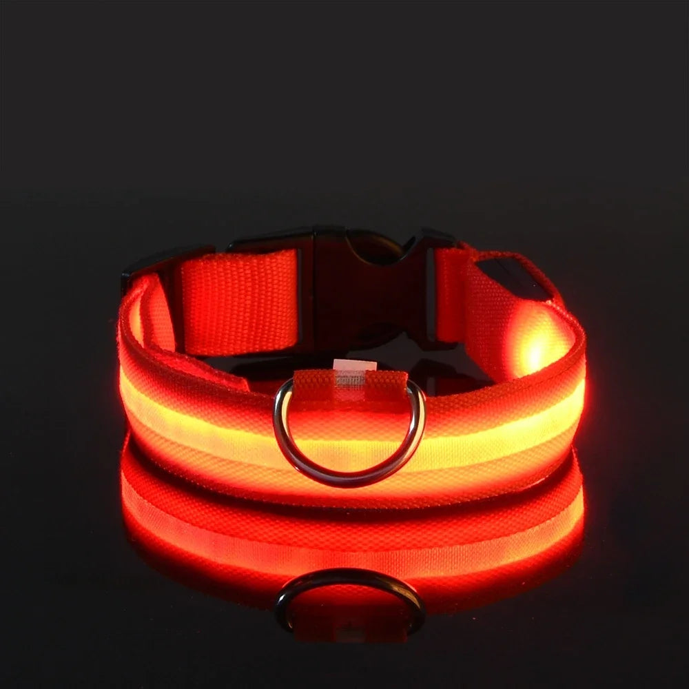 Collar Led para Perros